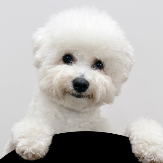 Country K-9 Cuts is a grooming shop for your furry family member, as well as a boarding kennel.
