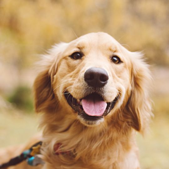 Country K-9 Cuts is a grooming shop for your furry family member, as well as a boarding kennel.