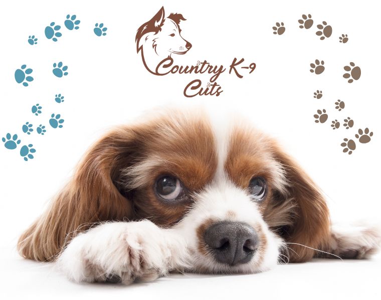 Country K-9 Cuts is a grooming shop for your furry family member, as well as a boarding kennel.