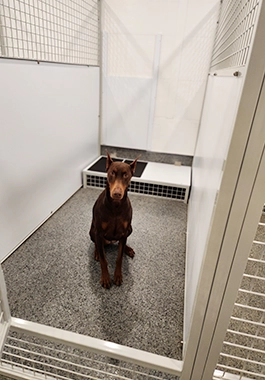 Country K9 kennels — a puppy inside one of the units.