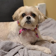 Shiloh posing for camera after hair cut