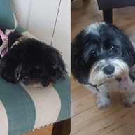 Two Havanese approach hair cuts differently